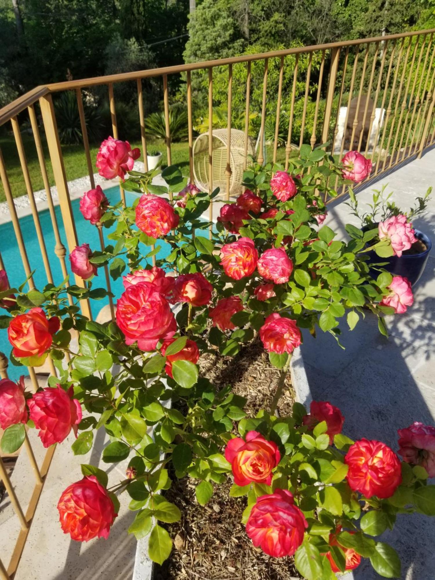 Bed and Breakfast O Tilia D'Azur Roquefort-les-Pins Zewnętrze zdjęcie